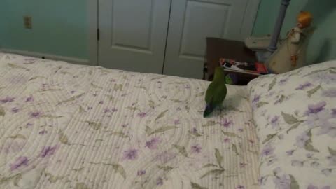 Lovebird Playing