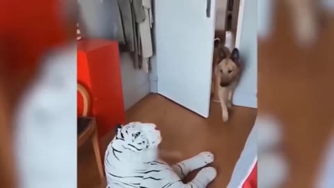 Funny Videos of Animals 😂🤣