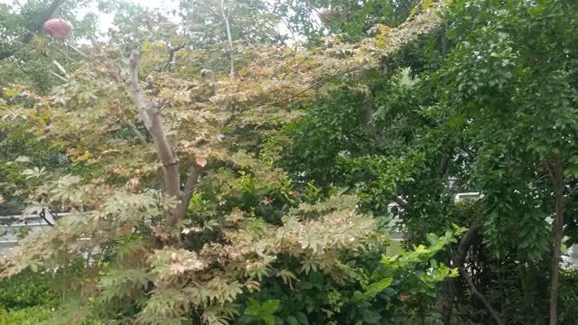 The administrator said that this little tree has been for 10 years