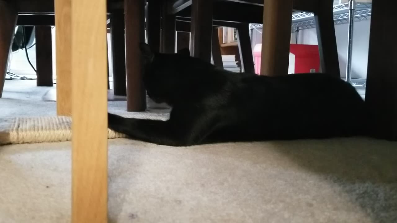 20240322 180932 Tux with Big Eyes Resting Under Dining Table