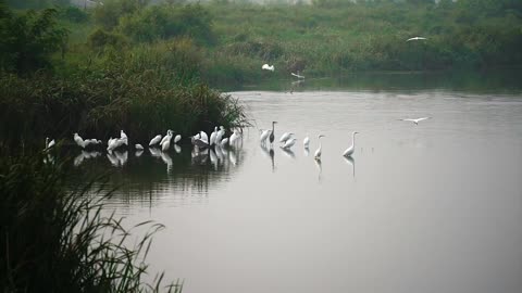 Beautiful Nature And Birds