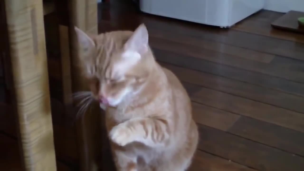 Cat sneeze