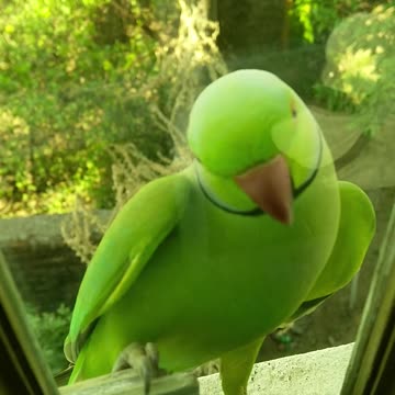 Green Parrot Sitting In A Glass Window Ledge