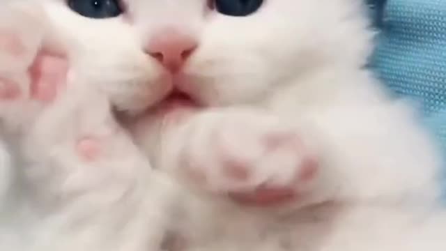 Funny video funny cat