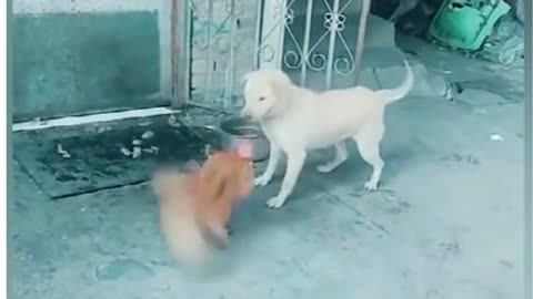 Dogs VS Chicken Fight -watch everyone!