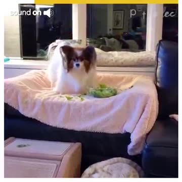 Cute little dog gets super excited at the sight of food