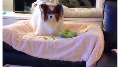 Cute little dog gets super excited at the sight of food