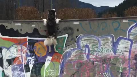 Husky Tries to Hang On