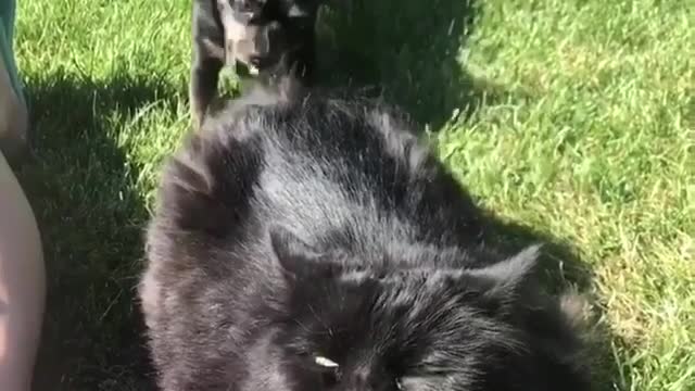 Music black dog biting cats tail and running away