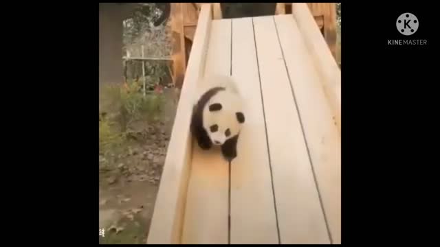 Nice panda new fanny video