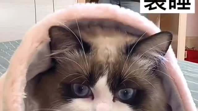 Cut cat video