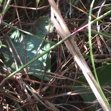 Spider friend visits me every time I hunt there