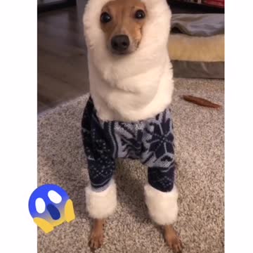Stylish Puppy
