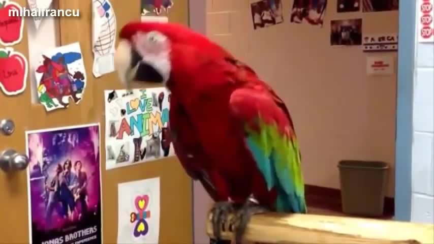 Dancing Birds LOL