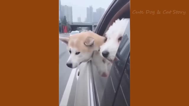 Unique Funny Videos Dog and Cat 2022 | Try Not To Challenge Compilation