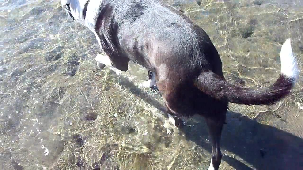 Bandit at the Beach