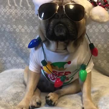 Santa paws has arrived