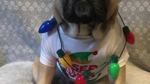 Santa paws has arrived