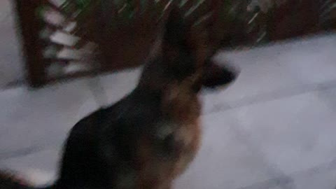 The dog want to go in for eat