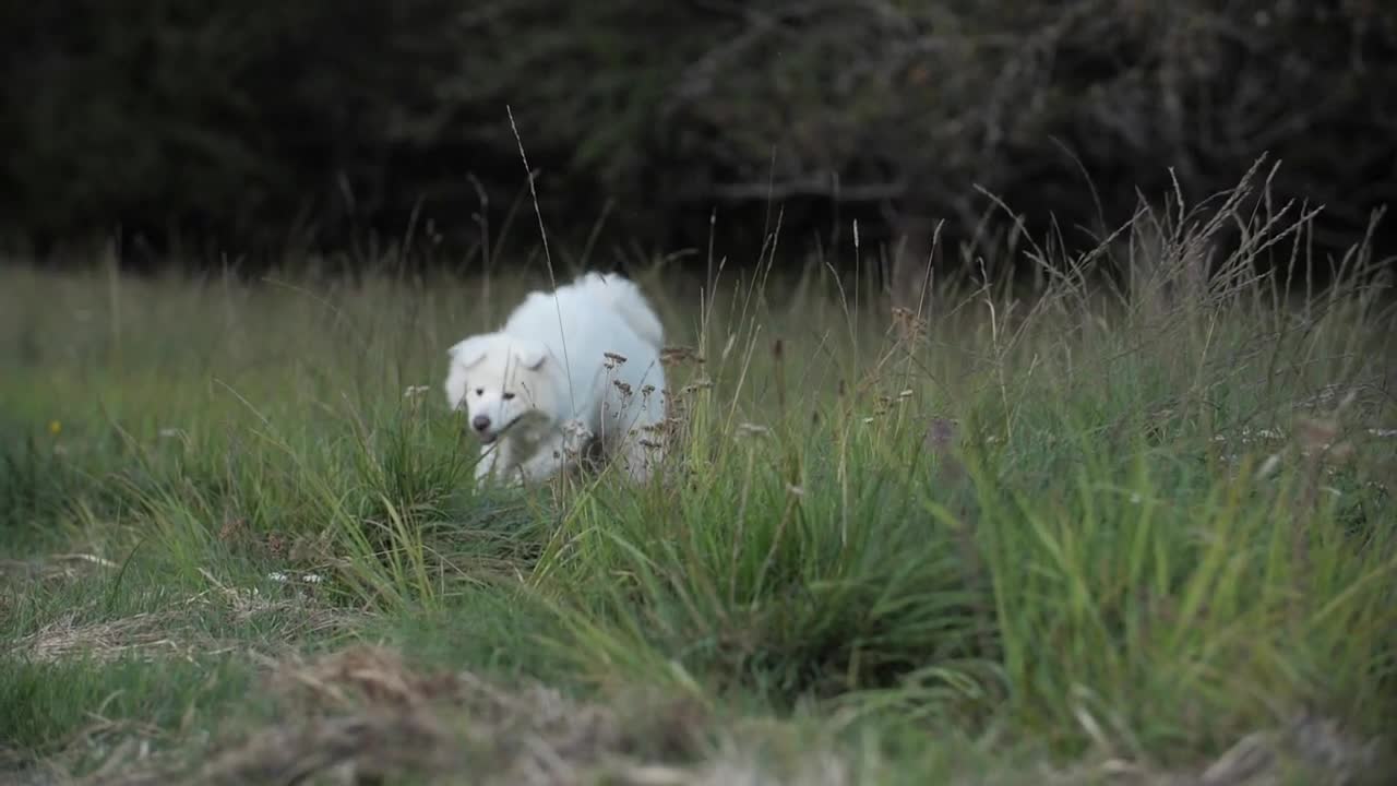 Cute dogs to watch