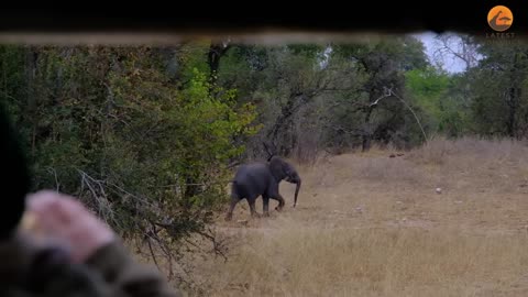 Lions Find Lost Baby Elephant
