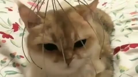 BABY KIDS CATS