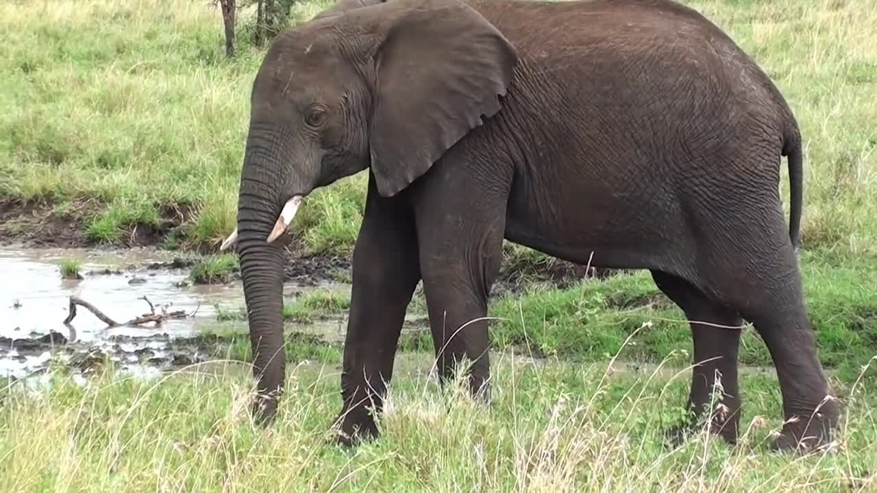 Elephant living to forest