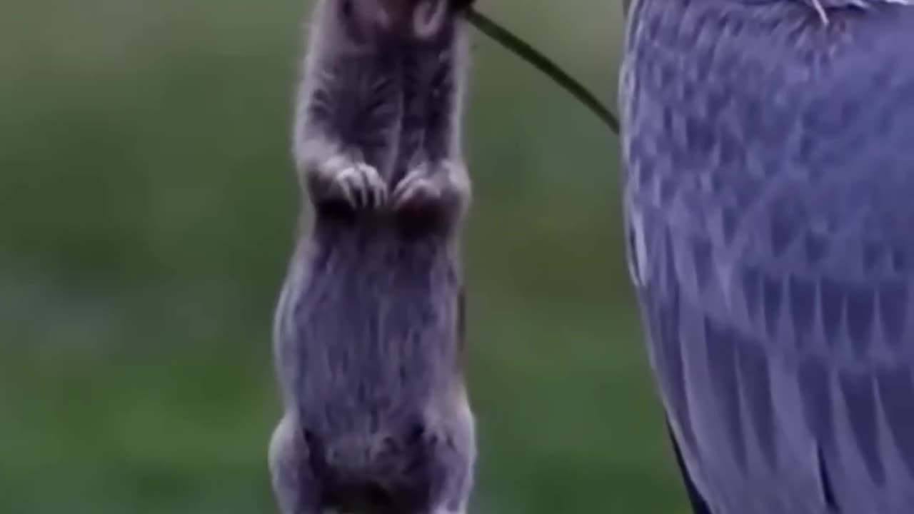 #short #follow# funny# bird# comedy#