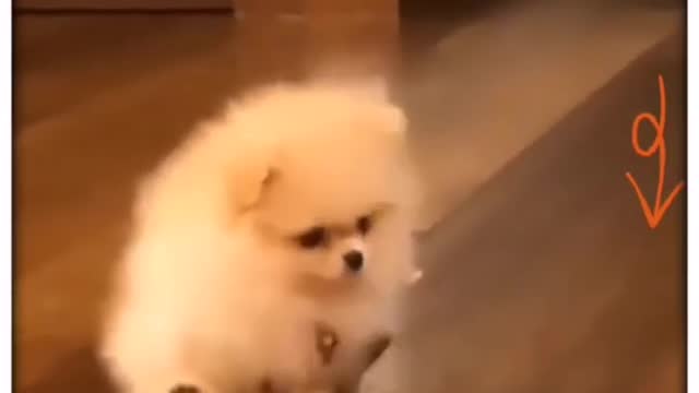 🥰Cute Puppies and Funny Dog Troll Videos 🤗