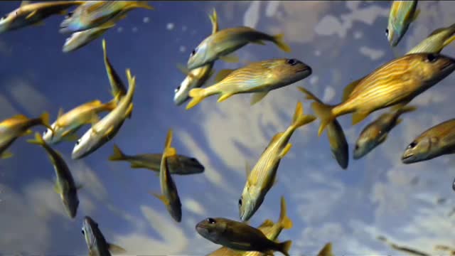 Schools of fish in the ocean