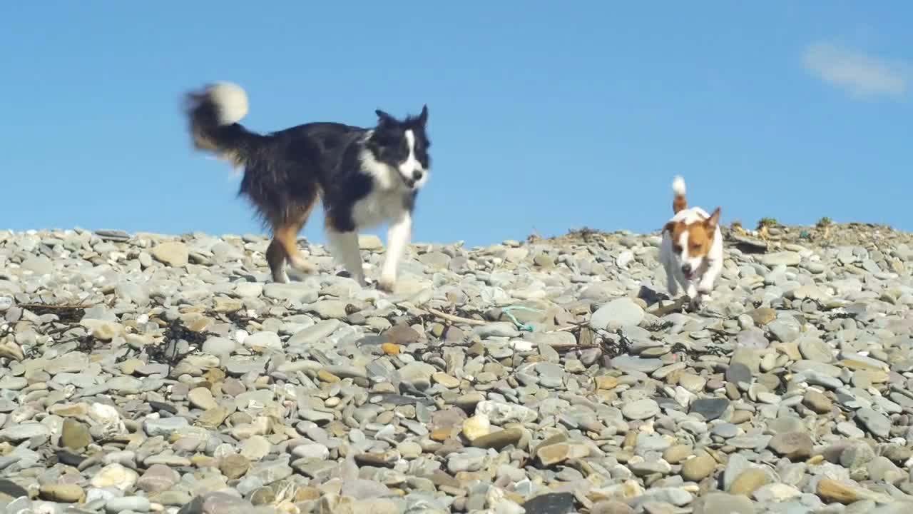 Two beautiful dogs playing at te beach and a sunny day