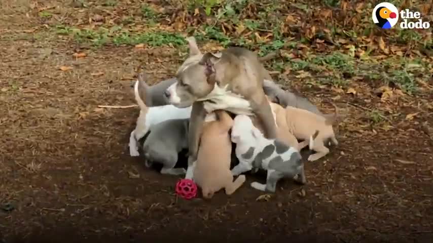 Couple Has No Idea Their Foster Dog Is Pregnant With Tons Of Puppies _ The Dodo _HIGH