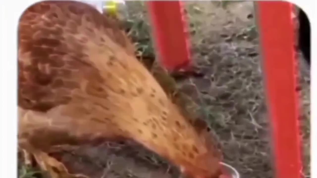 😅😅funny😅😅😅