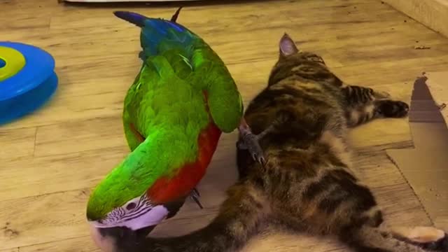 A huge parrot bit the cat's tail