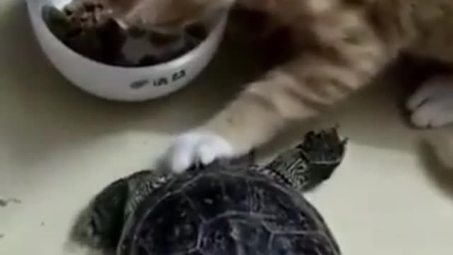 Kitten refuses baby turtle to eat its cat food