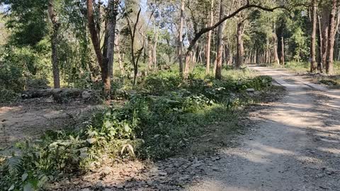 Chitwan ,National park