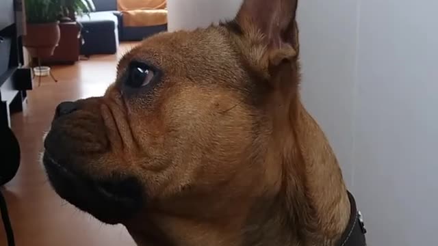 Music owner plays loca pug song and dog runs off couch to camera and barks