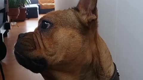 Music owner plays loca pug song and dog runs off couch to camera and barks