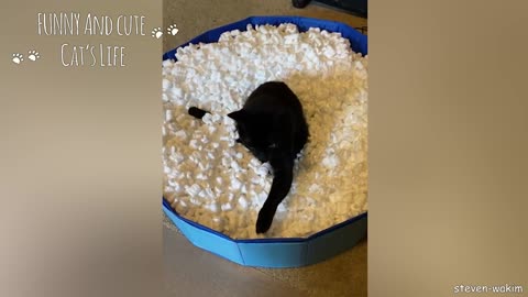 Cat for a good mood Funny Cats