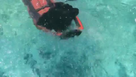 Black dog wearing life jacket learing how to swim