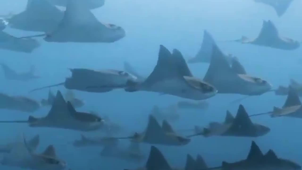 Manta Rays