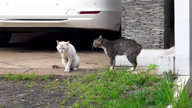 Funny Cats and Kittens Meowing Compilation