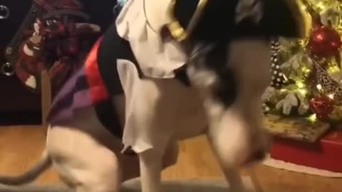 Dogs are the best ~ Compilation of funny dog videos!