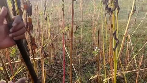 Glue traping!! Birds catching!! Parrot bird traping!! Tota Pakdne ka ashan Tarika !!_p2