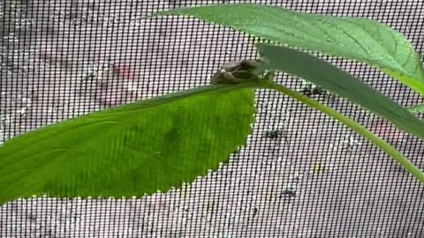 Siva Tulsi Frog Meditates on The Leaves For Long