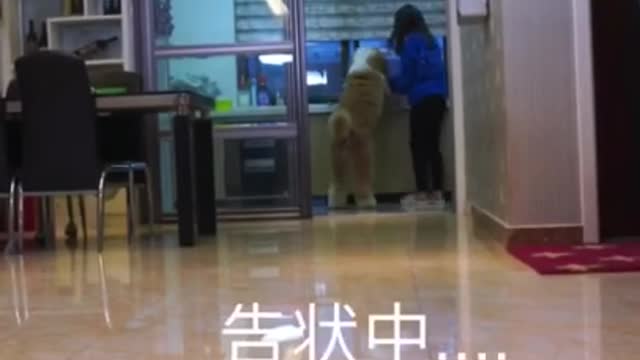 Funny Animals Video #4Gigantic Fluffy Poodle Dogs Love Being Carried Everywhere 😍Funny🐩