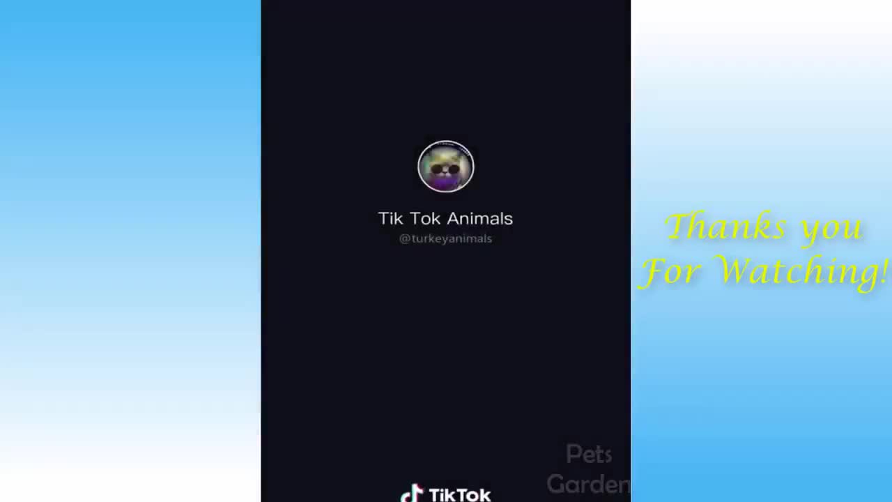 Impossible not to laugh - Funny animal