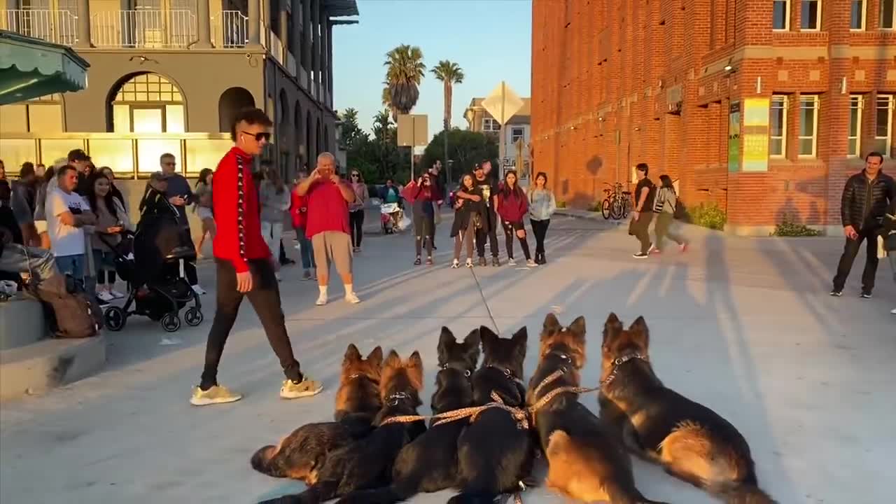 Training My Dogs In Front Of A lot of People.