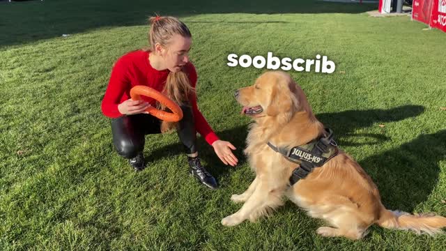 Trying Funny TikTok Trends On My Golden Retriever!