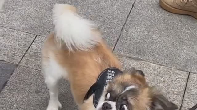 Funny Pet 2021 It's time to LAUGH with Dog's lifes30